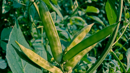 Purely Fibre (20 shots)