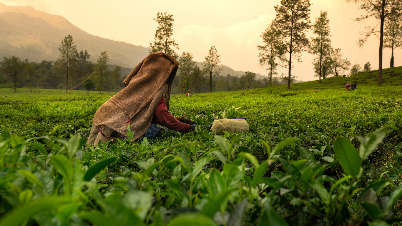 Peach Ice Tea (20 shots)