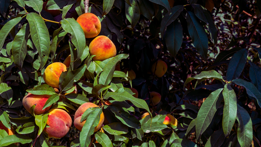 Peach Ice Tea (20 shots)